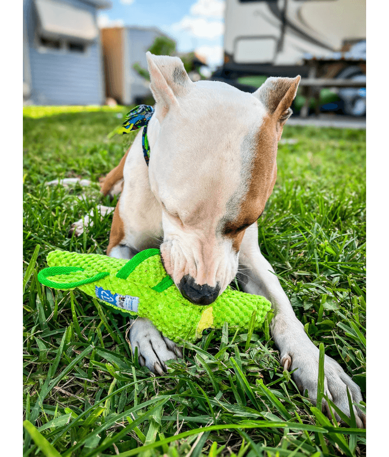 Spunky Pup - Gator Clean Earth Plush Textured, Recycled Materials - Sustainable Floating Squeaky Dog Toy