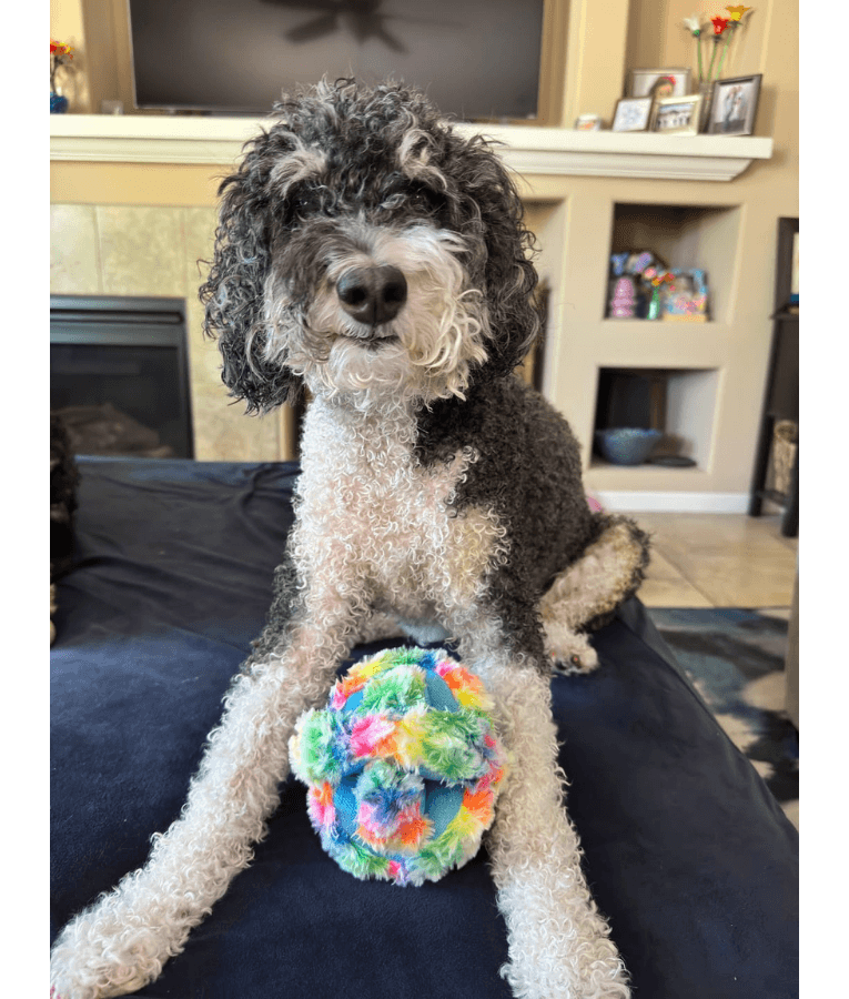 Spunky Pup - Fuzz Stuffies Treat Dispensing Plush Toy, Fun Enrichment - XL