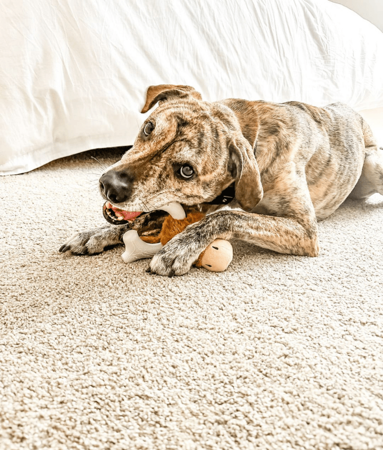 Spunky Pup - Knuckleheads Deer 2-in-1 Plush & Nylon Chew Toy, Dental Play