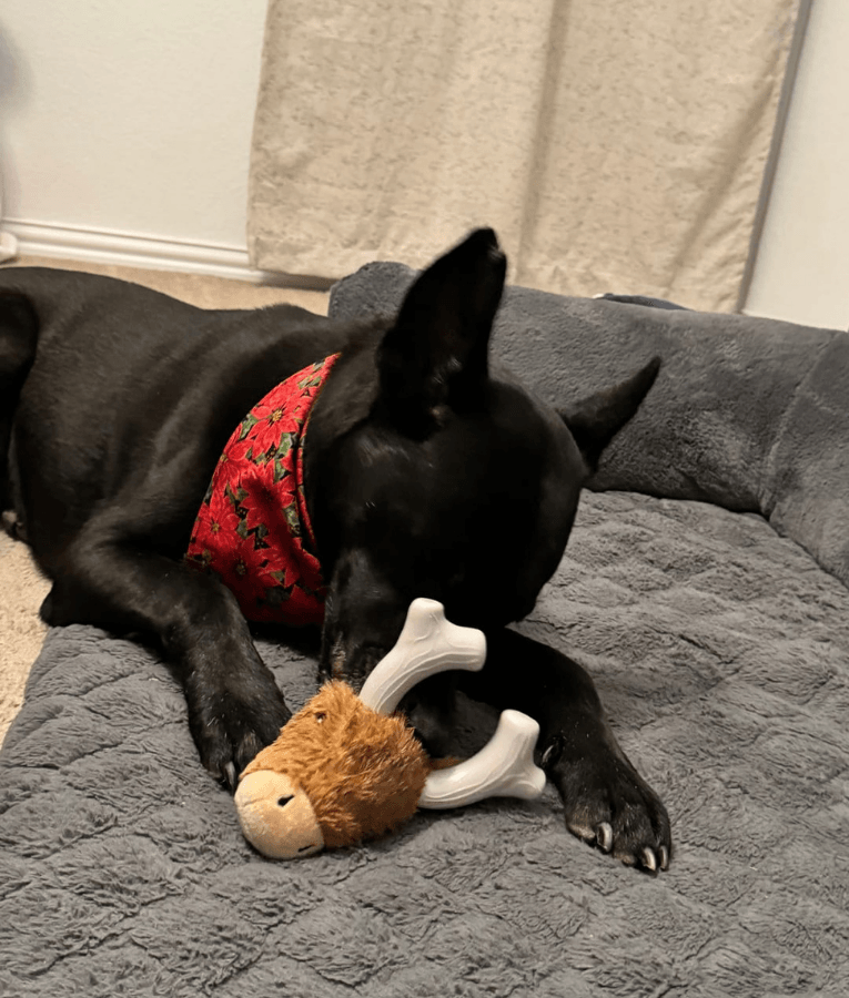 Spunky Pup - Knuckleheads Deer 2-in-1 Plush & Nylon Chew Toy, Dental Play