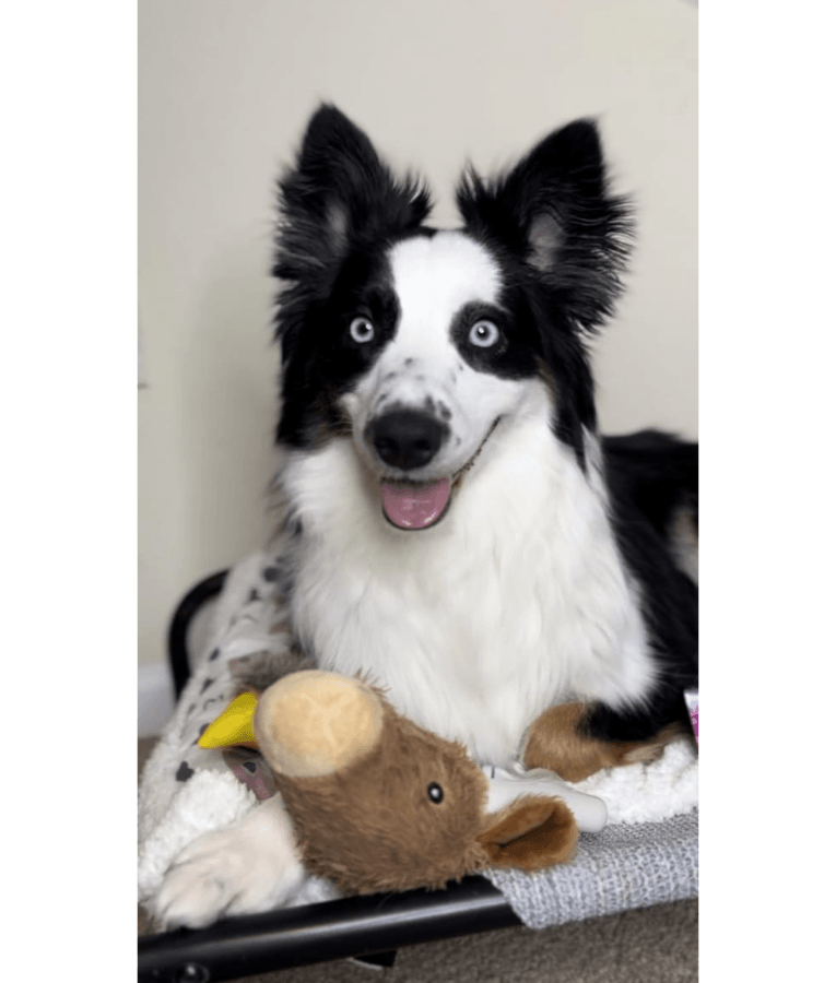 Spunky Pup - Knuckleheads Deer 2-in-1 Plush & Nylon Chew Toy, Dental Play
