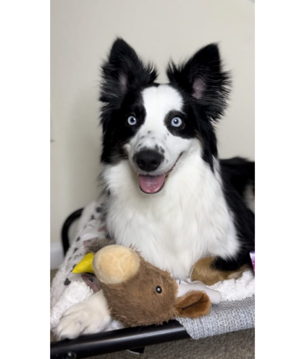 Spunky Pup - Knuckleheads Deer 2-in-1 Plush & Nylon Chew Toy, Dental Play