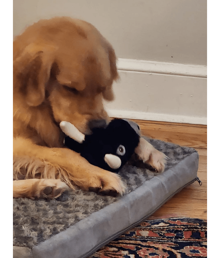Spunky Pup - Knuckleheads Bull 2-in-1 Plush & Nylon Chew Toy, Dental Play
