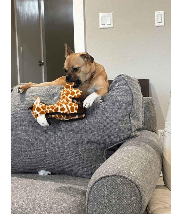 Spunky Pup - Tough Plush Giraffe Toy, Triple Stitch Durable Squeaky
