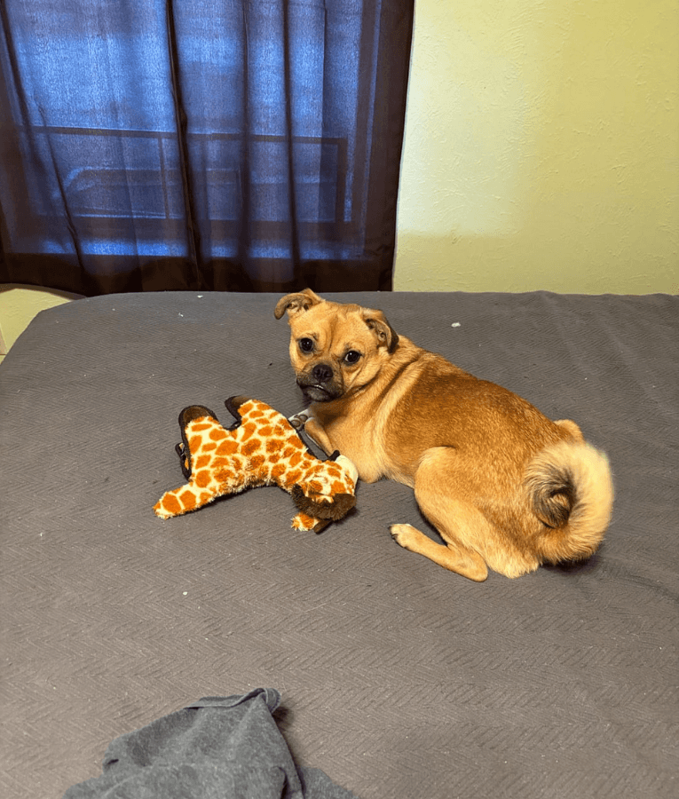 Spunky Pup - Tough Plush Giraffe Toy, Triple Stitch Durable Squeaky