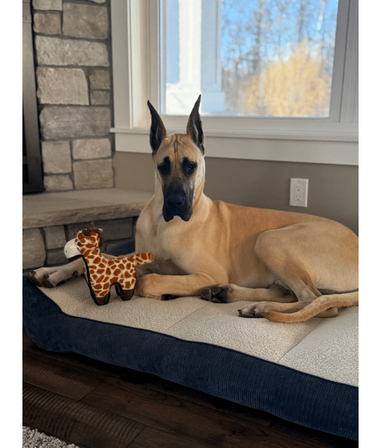 Spunky Pup - Tough Plush Giraffe Toy, Triple Stitch Durable Squeaky