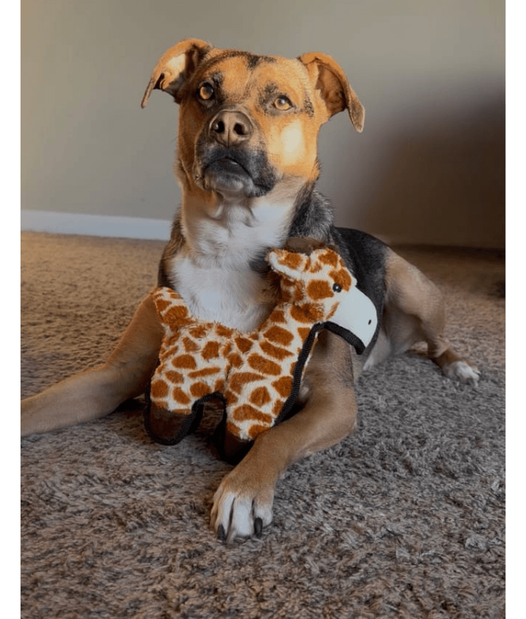 Spunky Pup - Tough Plush Giraffe Toy, Triple Stitch Durable Squeaky