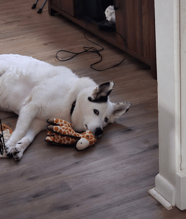 Spunky Pup - Tough Plush Giraffe Toy, Triple Stitch Durable Squeaky