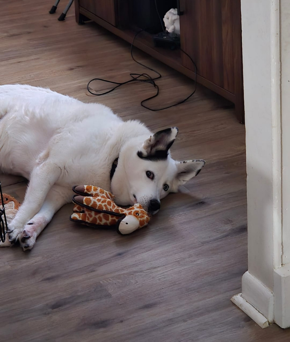 Spunky Pup - Tough Plush Giraffe Toy, Triple Stitch Durable Squeaky