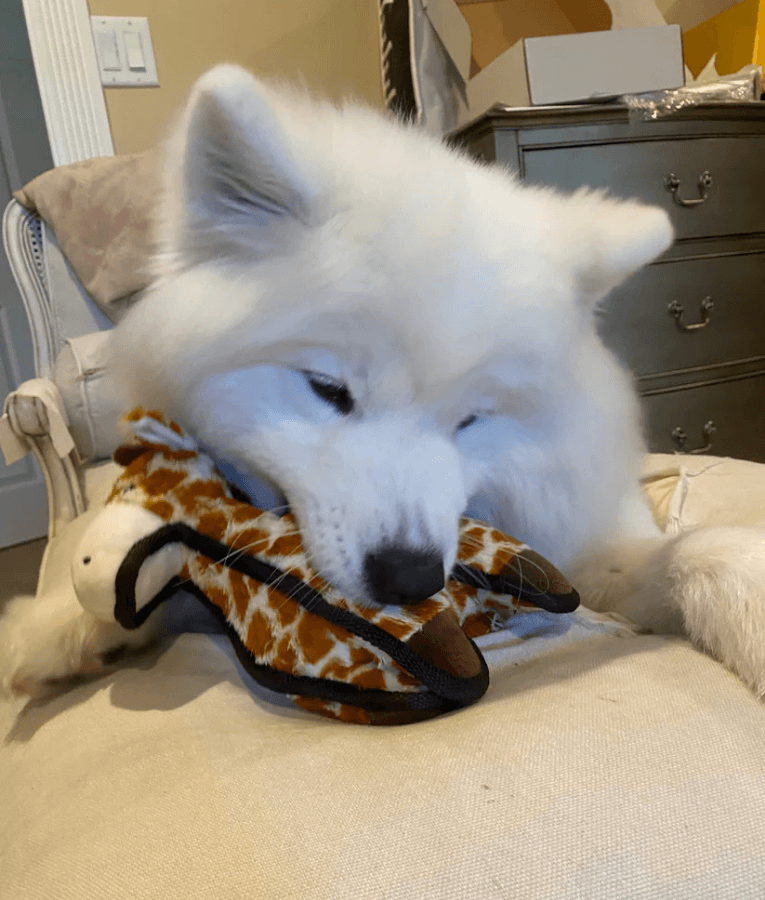 Spunky Pup - Tough Plush Giraffe Toy, Triple Stitch Durable Squeaky