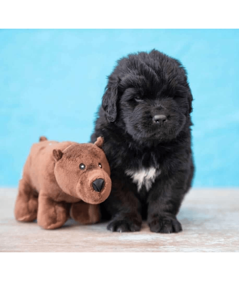 Spunky Pup - Bear Clean Earth Plush Textured, Recycled Materials, Sustainable Floating Squeaky Dog Toy - Small
