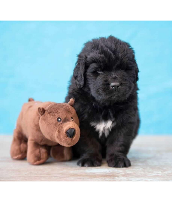 Spunky Pup - Bear Clean Earth Plush Textured, Recycled Materials, Sustainable Floating Squeaky Dog Toy - Small