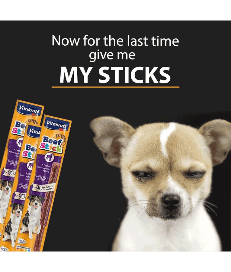 Cute dog asking for Vitakraft beef sticks, premium dog treats with high meat content, ideal for training.