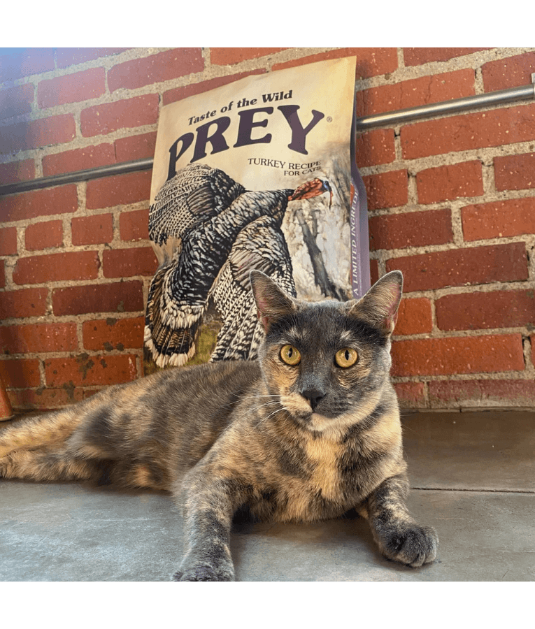 Taste of the Wild - Prey Turkey Formula, Grain-Free, Limited Ingredient, Junior & Adult Cat Dry Food - 2.72kg