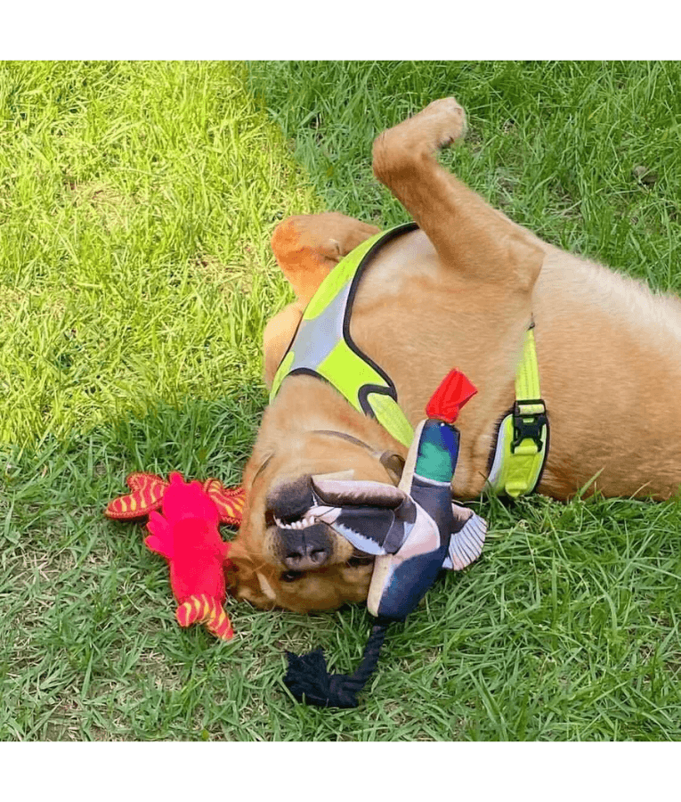 Spunky Pup - Fly & Fetch Duck, Floating Launching Squeaky Dog Toy - 40 cm