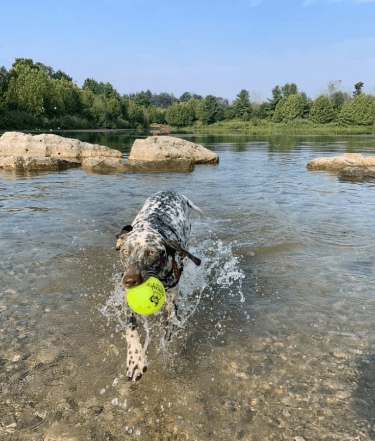Spunky Pup - Fetch & Glow Ball, Glow In The Dark Floating Fetch Toy, Durable Non Toxic Design - Large
