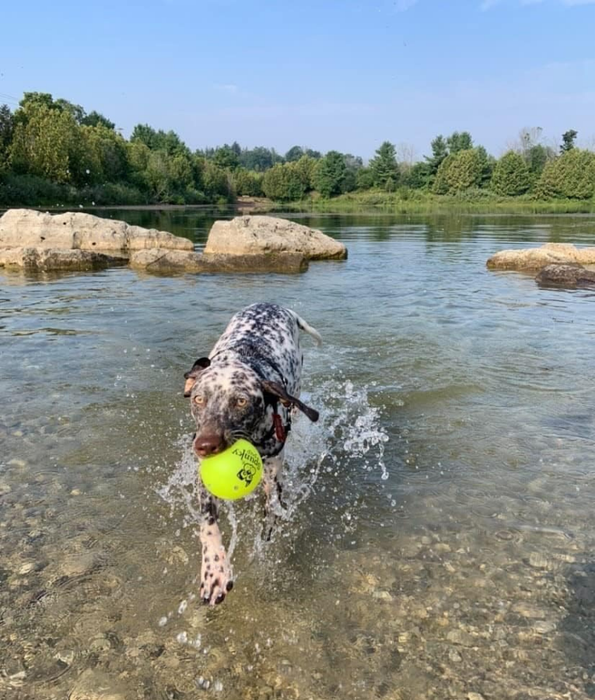 Spunky Pup - Fetch & Glow Ball, Glow In The Dark Floating Fetch Toy, Durable Non Toxic Design - Large