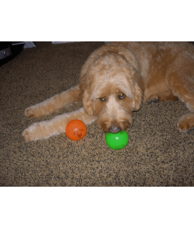 Spunky Pup - Fetch & Glow Ball, Glow In The Dark Floating Fetch Toy, Durable Non Toxic Design - Large
