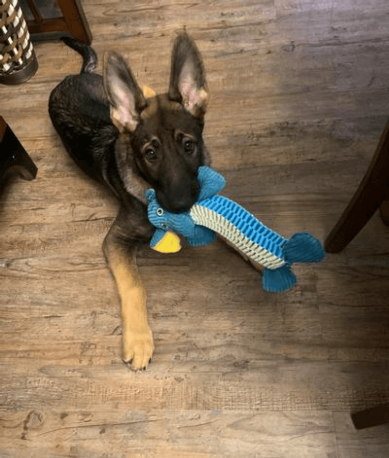 Spunky Pup - Wibbleez Straight Monkey, Stretch & Squeak Plush Dog Toy