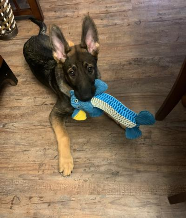 Spunky Pup - Wibbleez Straight Monkey, Stretch & Squeak Plush Dog Toy