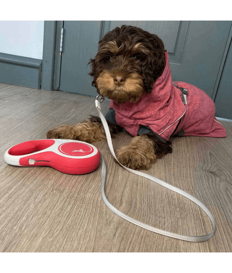 Flexi - New Comfort Tape Retractable Leash - 5m Tape - Medium Dogs up to 25kg - Red