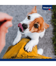 Dog excitedly waiting for Vitakraft chicken coins treat, showcasing its eagerness and playful nature.