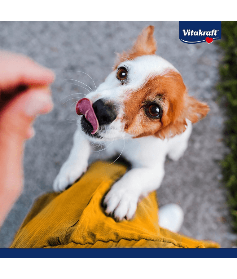 Dog excitedly waiting for Vitakraft chicken coins treat, showcasing its eagerness and playful nature.