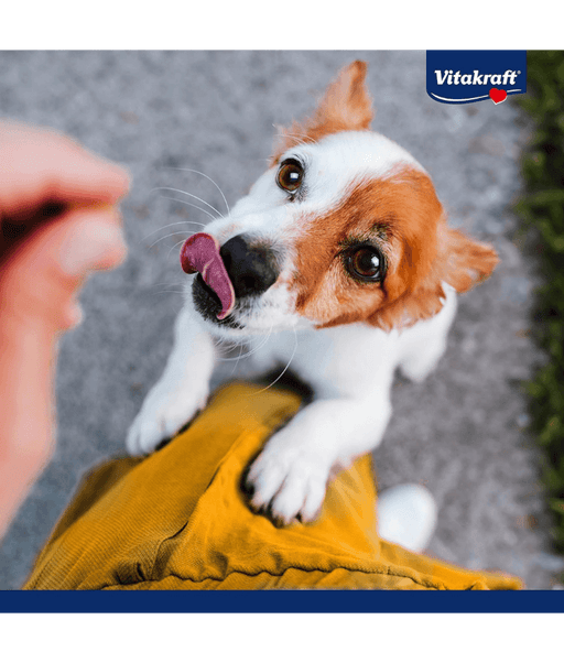 Dog excitedly waiting for Vitakraft chicken coins treat, showcasing its eagerness and playful nature.