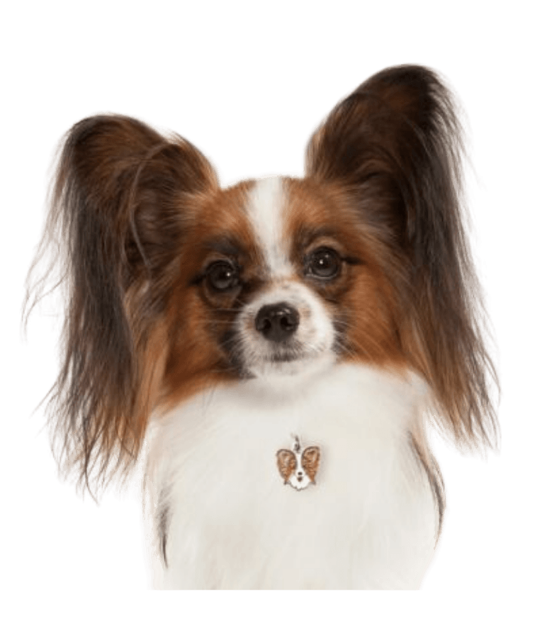 My Family - Brown & White Papillon Face ID Tag, Personalized Engraving, For Dogs - 2.3cm
