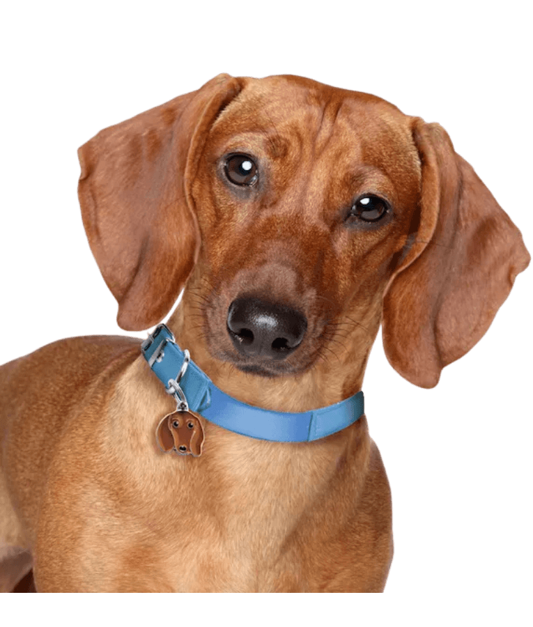My Family - Brown Dachshund Face ID Tag, Personalized Engraving, For Dogs - 2.5 x 2.3cm