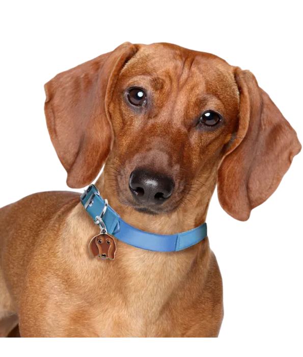 ID Tag - Brown Dachshund