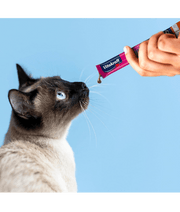 Cat enjoying Vitakraft Liquid Snack being offered from a sachet against a blue background.