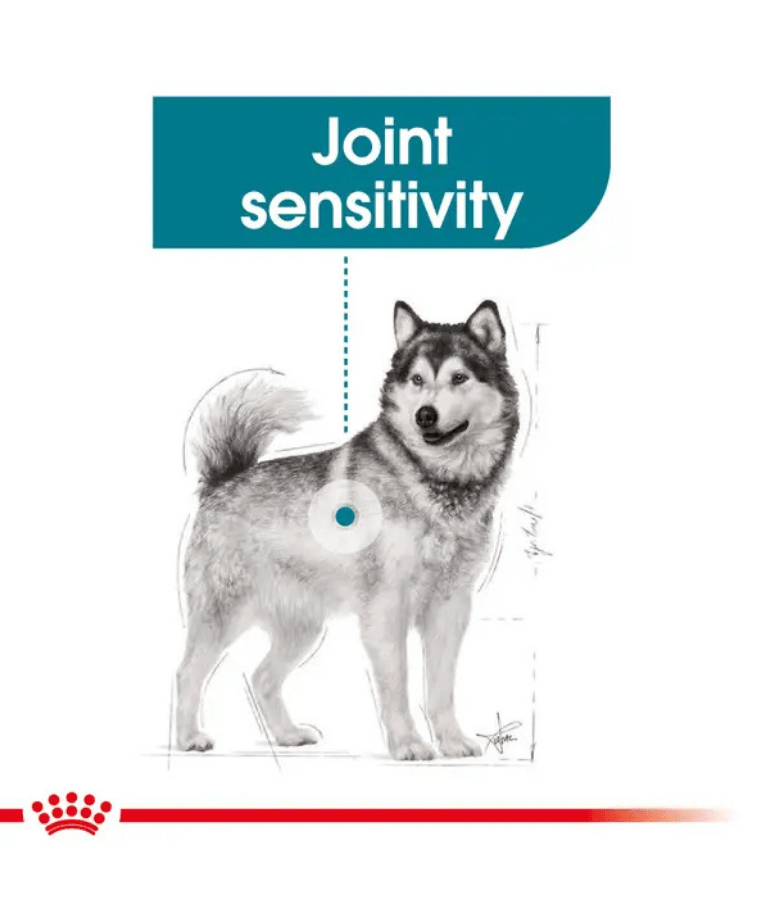 Royal Canin - Maxi Joint Care Adult Large Breed Dog, Hip & Joint Support, Weight Management, With Grains Dry Dog Food - 10 kg