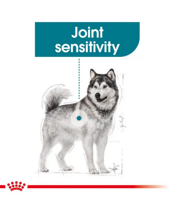 Royal Canin - Maxi Joint Care Adult Large Breed Dog, Hip & Joint Support, Weight Management, With Grains Dry Dog Food - 10 kg