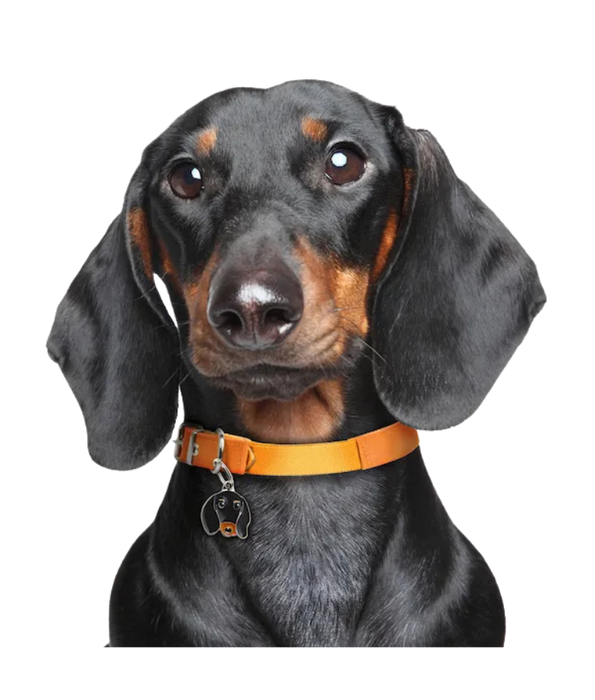 ID Tag - Dachshund Black & Tan