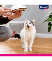 Cat eagerly anticipating Vitakraft wet cat food variety pack being served in a bowl.