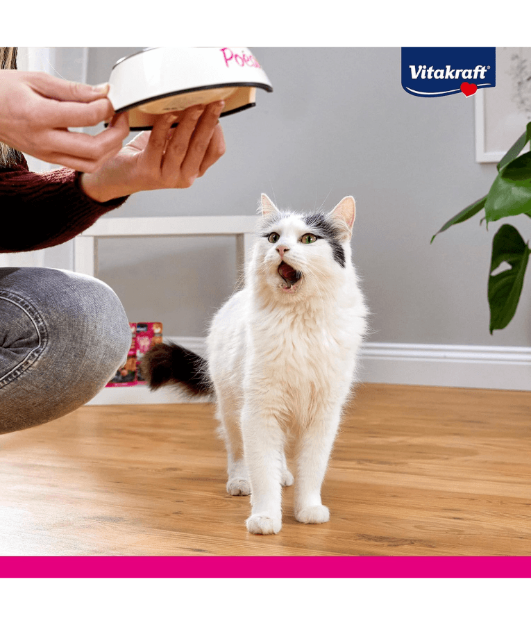 Cat eagerly anticipating Vitakraft wet cat food variety pack being served in a bowl.