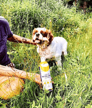 Simple Pet Supplements Complete Dental Care 473ml
