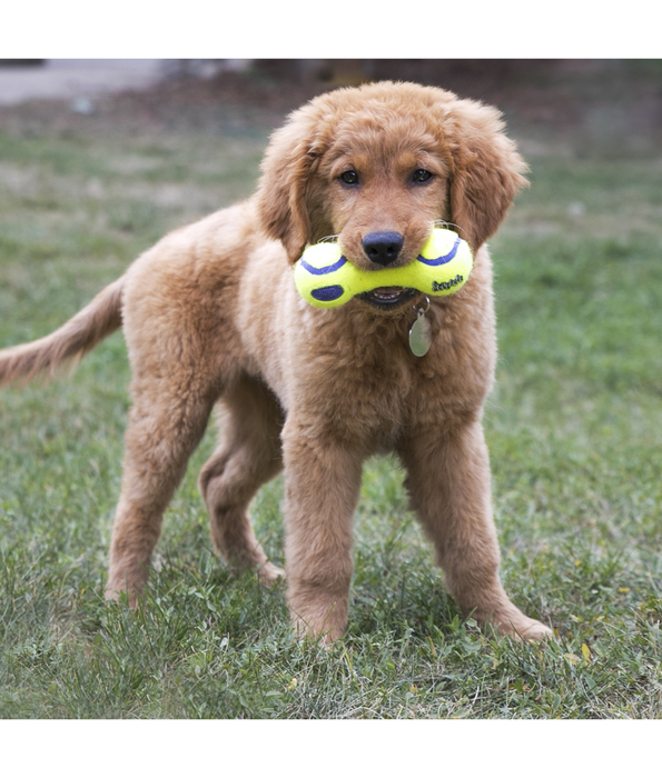 Kong - AirDog Squeaker Dumbbell