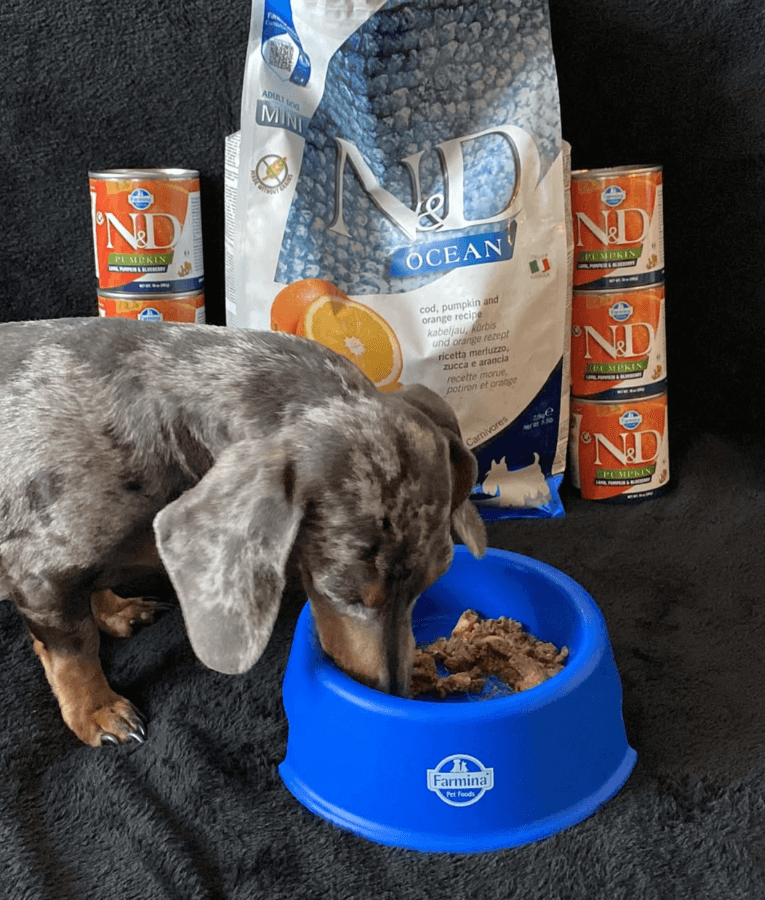 Farmina - N&D Pumpkin, Lamb, and Blueberry Adult Dog Wet Food In Gravy 285g - For Immunity Support