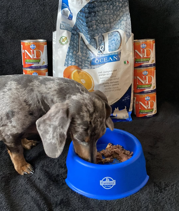 Farmina - N&D Pumpkin, Lamb, and Blueberry Adult Dog Wet Food In Gravy 285g - For Immunity Support