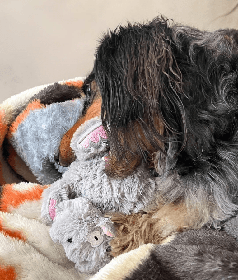 Spunky Pup - Furry Friends Plush Hippo, Squeaky Crinkle Ball Dog Toy