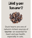The Pet Bistro – Duck Hearts 80g
