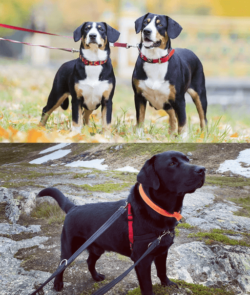Duvo+ – EXPLOR West Duo Leash, Red, Woven Nylon, Adjustable & Hands-Free – XXL being used by dogs outdoors.