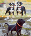 Duvo+ – EXPLOR West Duo Leash, Red, Woven Nylon, Adjustable & Hands-Free – XXL being used by dogs outdoors.