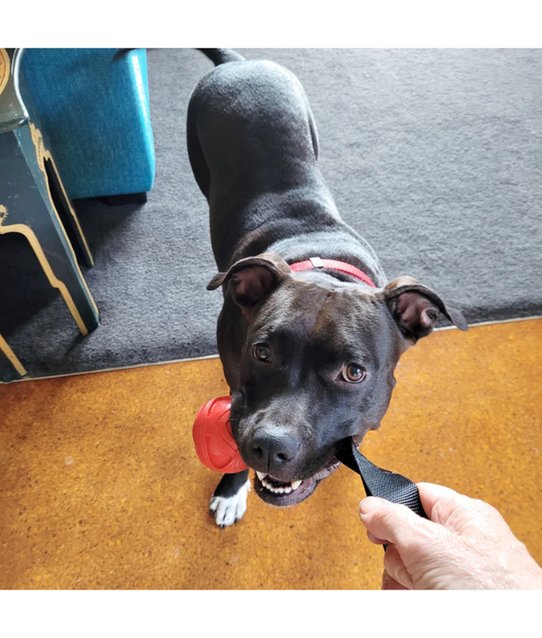GiGwi Go Fetch Rubber Slinger Balls