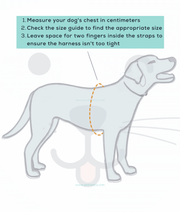 Doco - Signature Step-In Black Harness