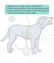 Doco - Athletica Quick Fit Dog Blue Harness