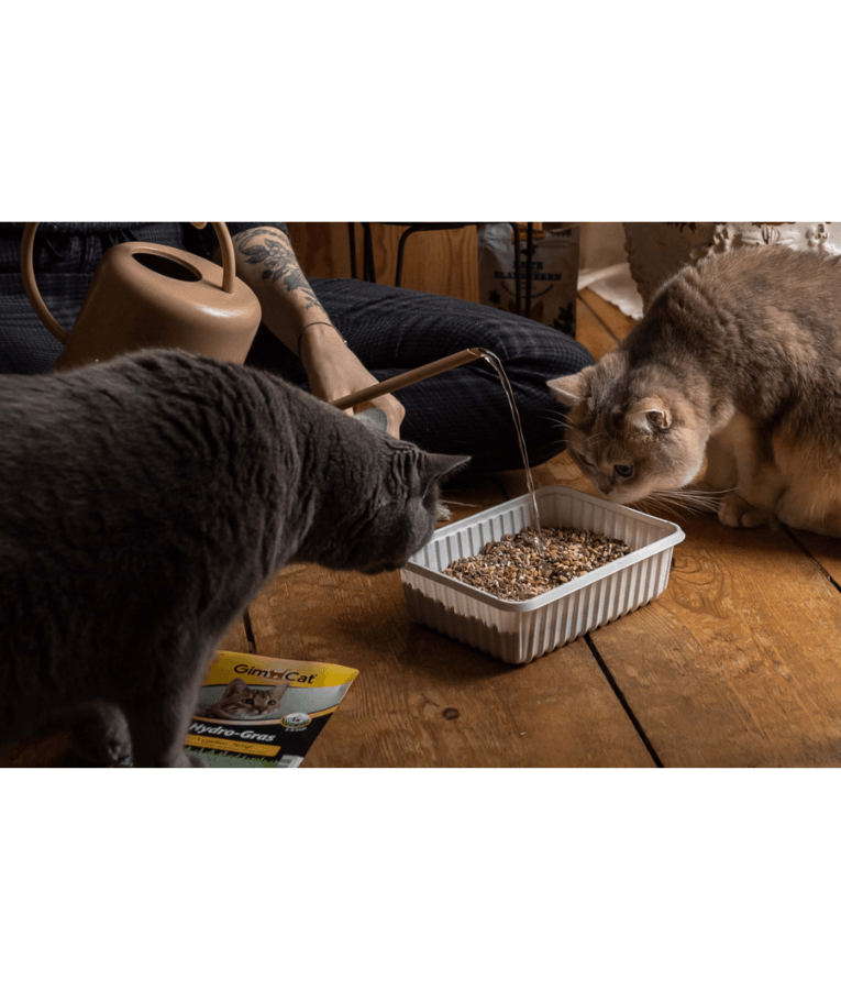 GimCat - Hydro Grass, Hydro-Granules, Digestion & Hairball Support, Indoor Cat Supplement - 150 g