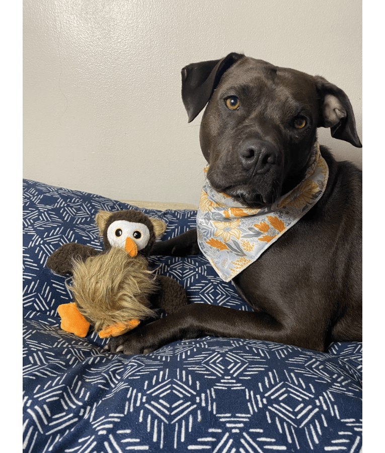 Spunky Pup - Furry Friends Plush Owl, Crinkle Squeaky Ball Dog Toy